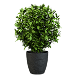 Air-purifier-plant