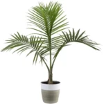 Erwon Areca Plant Potting Mix Organic Soil