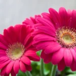 Erwon Bigger Flower Fertilizer