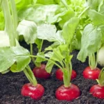 Erwon Calcium Nitrate Fertilizer
