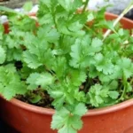 Erwon Coriander Potting Mix