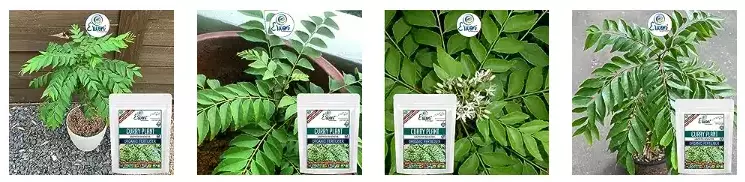 Erwon Curry Plant Growth Booster Organic Fertilizer From Sansar Green