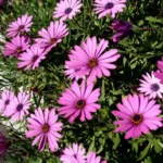 Erwon Flower Booster