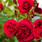 Erwon Flower Booster