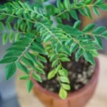 best Erwon Foliar care Liquid Spray fertilizer for plant from sansar green