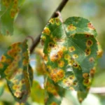 Erwon Fungicide Liquid Fertilize