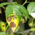 Erwon Fungicide Liquid Fertilize