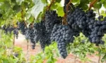 Erwon Grapes Potting Mix