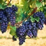 Erwon Grapes Potting Mix