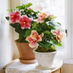 Erwon Hibiscus Booster