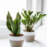 Erwon Indoor Plant Care Liquid Spray Fertilizer For Plant From Sansar green