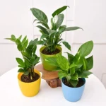 Erwon Indoor Plant Care Liquid Spray Fertilizer For Plant From Sansar green