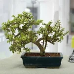 Erwon Jade Plants Liquid Fertilizer From Sansar Green