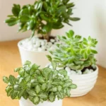 Erwon Best Jade Plants Liquid Fertilizer From Sansar Green