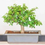 Erwon Jade Plants Liquid Fertilizer From Sansar Green