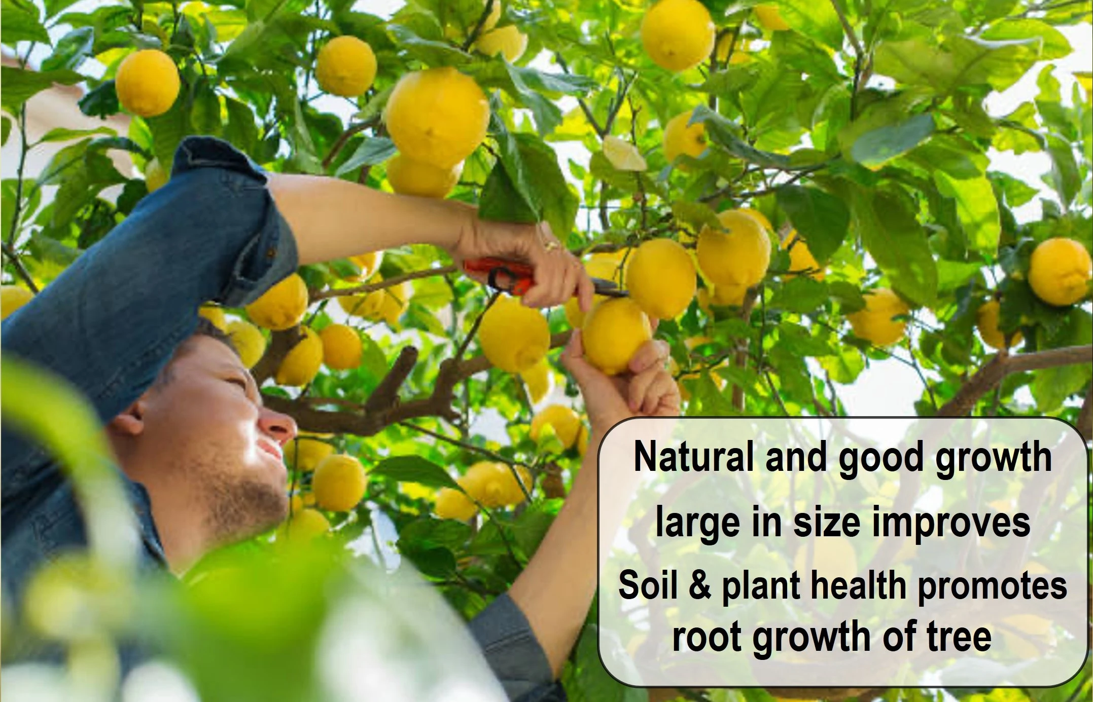 Erwon Lemon Magic Mixture Fertilizer For Lemon Plants