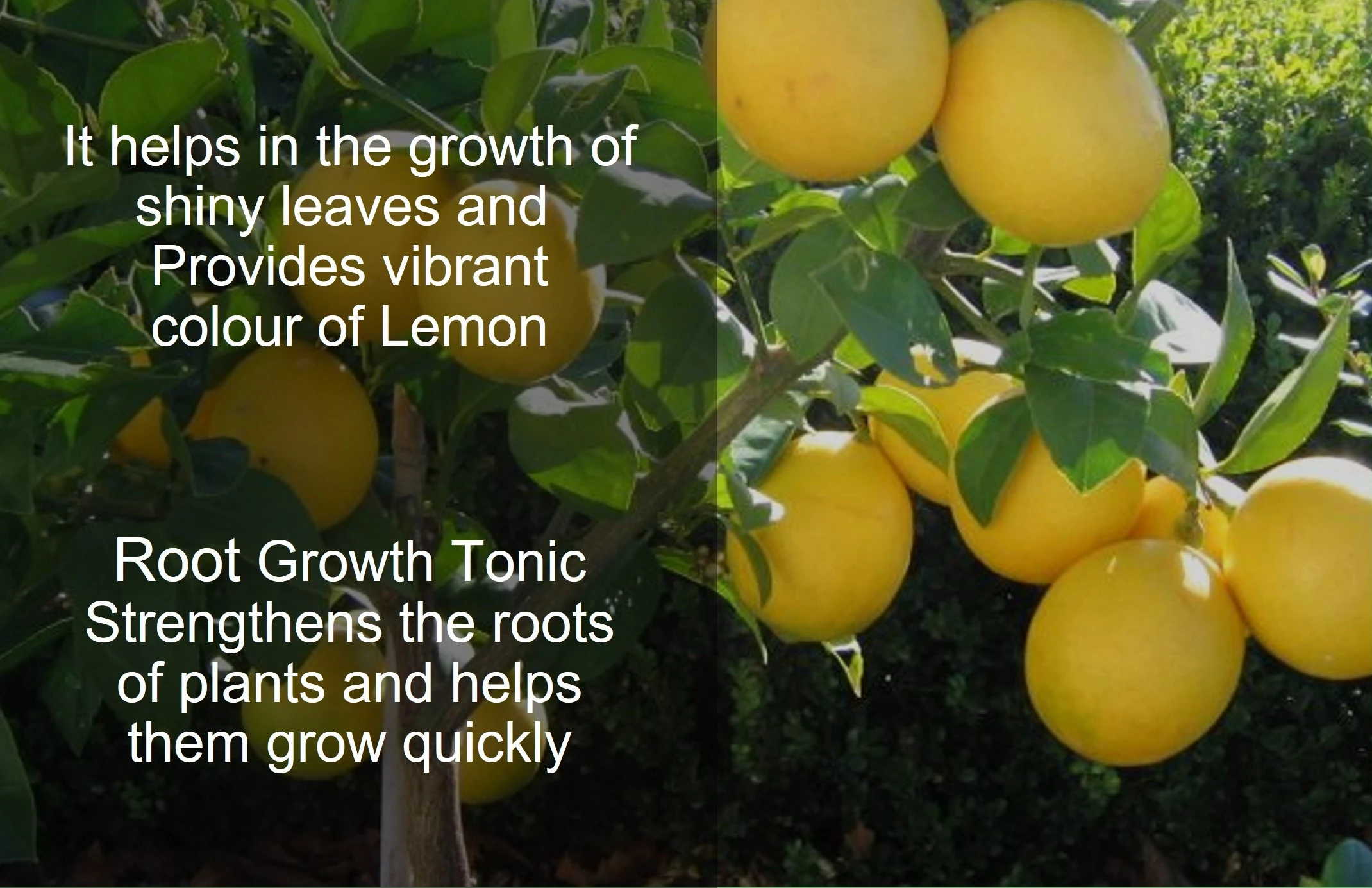 Erwon Lemon Magic Mixture Fertilizer For Lemon Plants