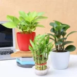 Erwon Lucky Bamboo Growth Booster For Soil