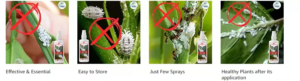 Erwon Mealy Bug Hunter Liquid Spray From Sansar Green