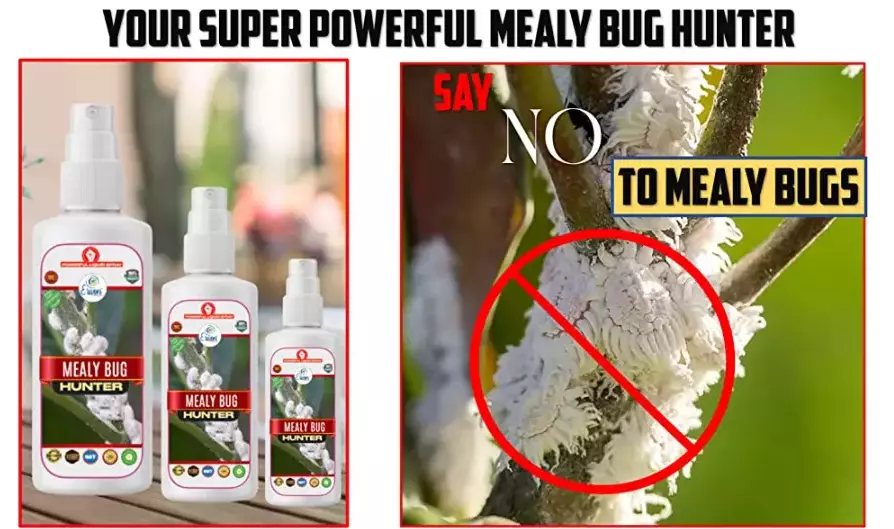 Erwon Mealy Bug Hunter Liquid Spray From Sansar Green