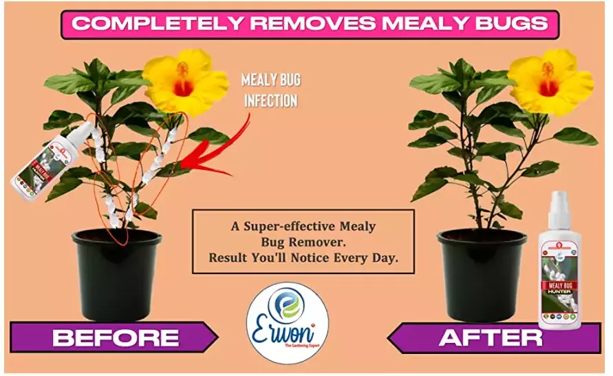 Erwon Mealy Bug Hunter Liquid Spray From Sansar Green