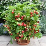 Erwon Micro Nutrients Growth Liquid Spray From Sansar Green