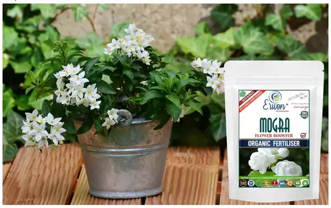 Erwon Mogra Flower Booster from Sansar Green