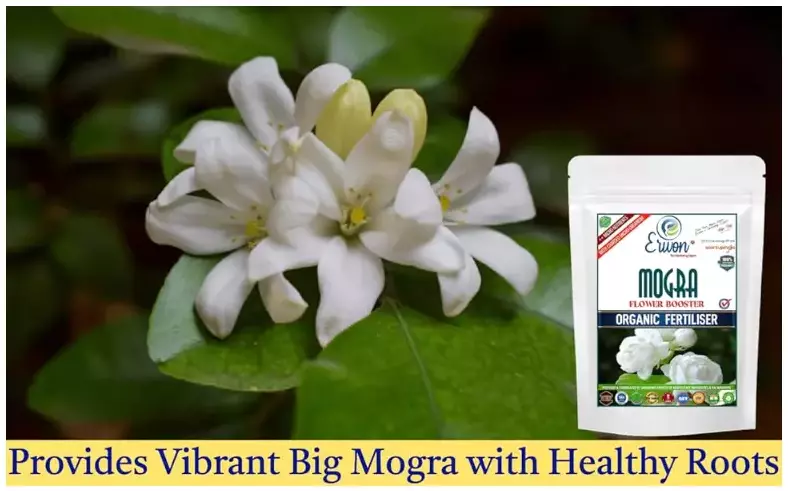 Erwon Mogra Flower Booster from Sansar Green