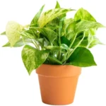 Erwon Money Plant Care Liquid Spray From Sansar Green
