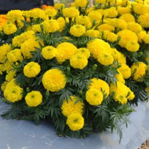 Erwon NPK 20:20:20 Nitrogen Potassium phosphorus Fertilizer