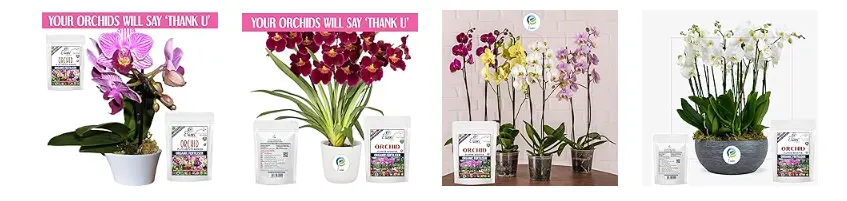 Erwon Orchid Plant Growth Fertilizer