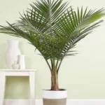 Erwon Palm Yellow Leaf Greener