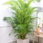 Erwon Palm Growth Liquid Fertilizer By Sansar Green
