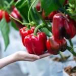 Erwon Plant Immunity Booster Liquid Fertilizer
