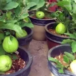 Erwon Plant Immunity Booster Liquid Fertilizer