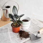 Erwon Rubber Plant Potting Mix