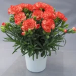 Erwon Single Super Phosphate Fertilizer