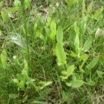 Erwon Weedicide Liquid fertilizer For Plant From Sansar Green