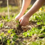 Erwon Weedicide Liquid fertilizer For Plant From Sansar Green