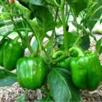 Erwon Zinc Fertilizer