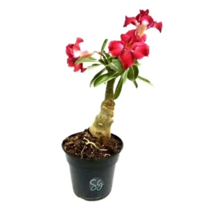 Sansar Green Adenium Desert Rose Plant