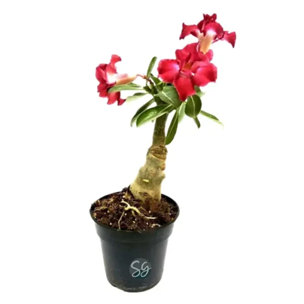Sansar Green Adenium Desert Rose Plant