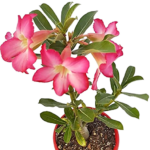 Sansar Green Adenium desert Rose Plant With Pot From Sansar Green