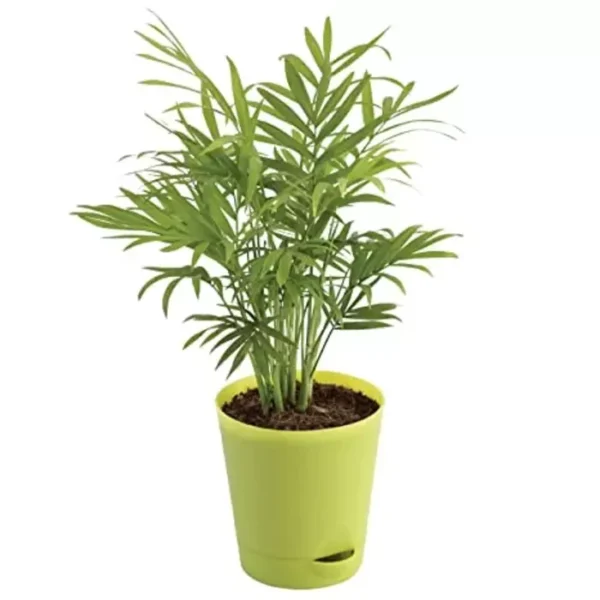 Sansar Green Areca Palm Plant