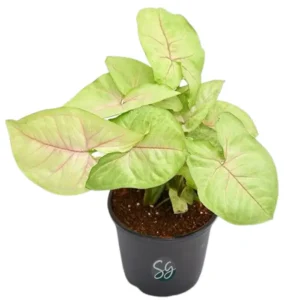 Sansar Green Arrowhead Plant