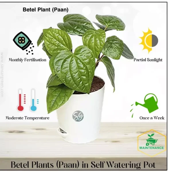 Sansar Green Betel Plant in Self Watering Pot