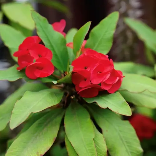 Sansar Green Corwn Of Thorns Plant With Pot Sansar Green