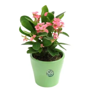Sansar Green Crown Of Thorns Plant