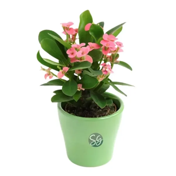 Sansar Green Crown Of Thorns Plant