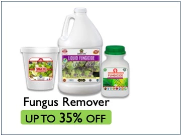 sansar green fungus remover